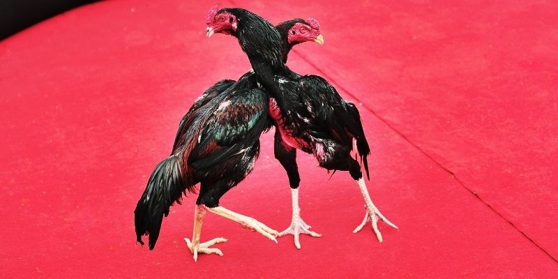 Đôi nét về đá gà trực tiếp tại 8XX