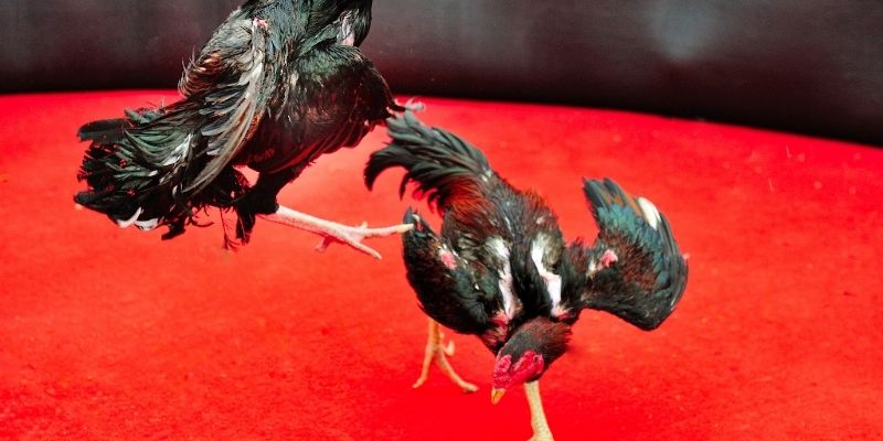 Chia sẻ cẩm nang thắng cược