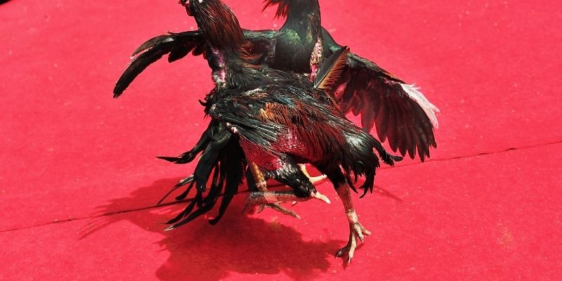 Thông tin chính về đá gà Thomo trực tiếp